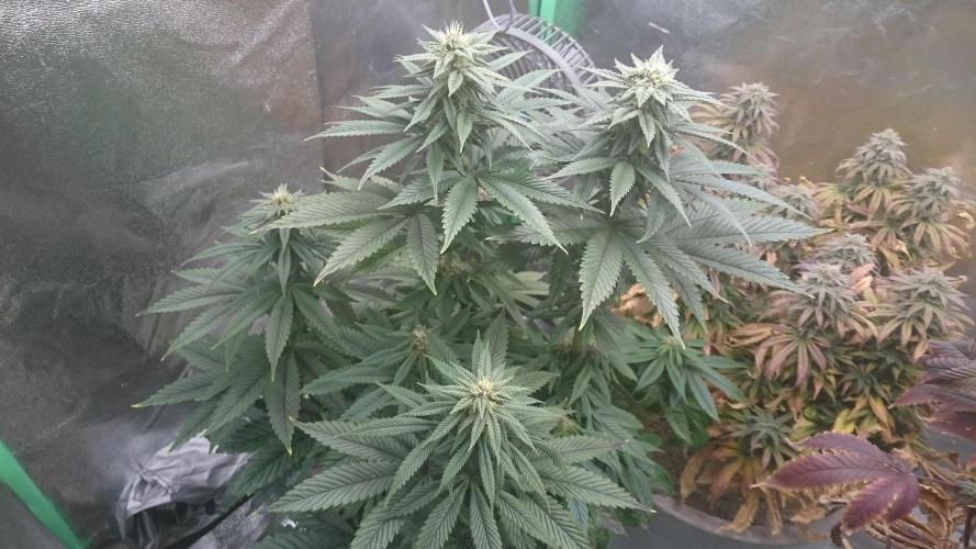 Grandmommy Purple. Week 7