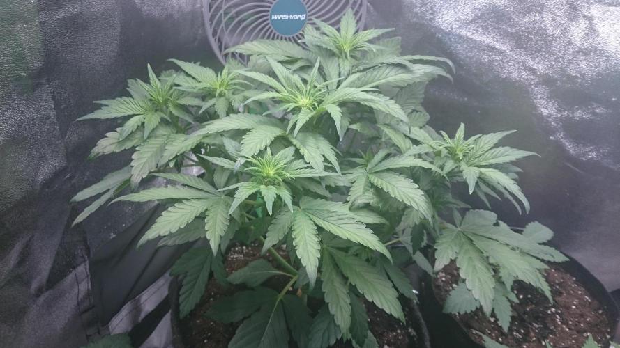 Grandmommy Purple. Week 7