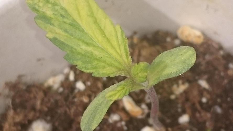 Variegated Delight©. Week 0