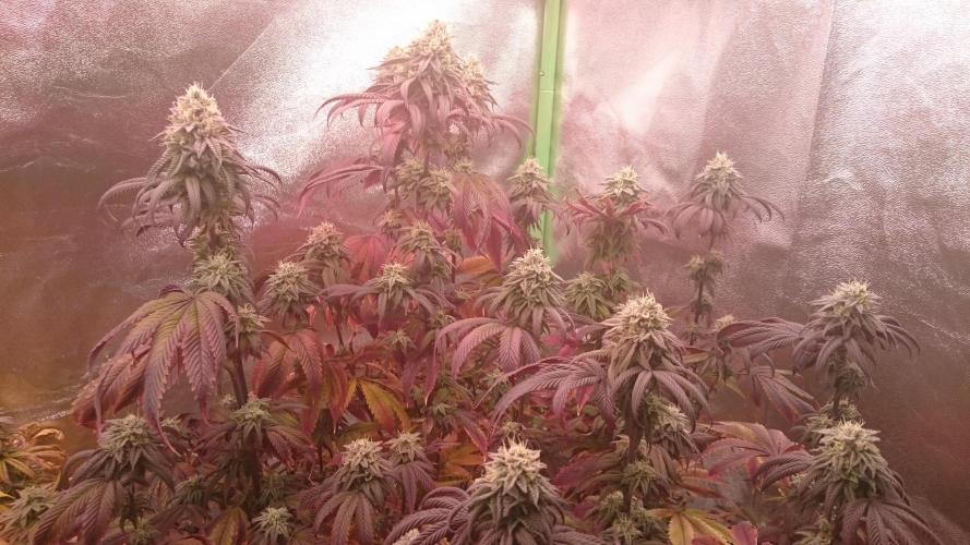 Mimosa Shot. Week 13