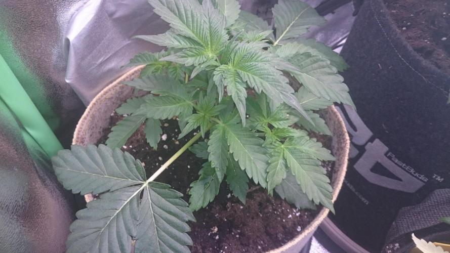 Tropical Mirage. Week 3