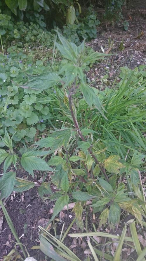 Lord Sopdet. Week 9