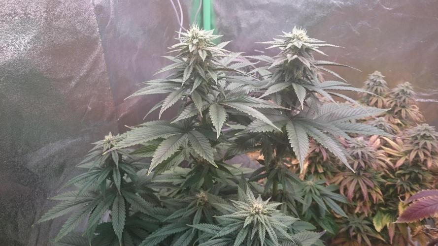 Grandmommy Purple. Week 7
