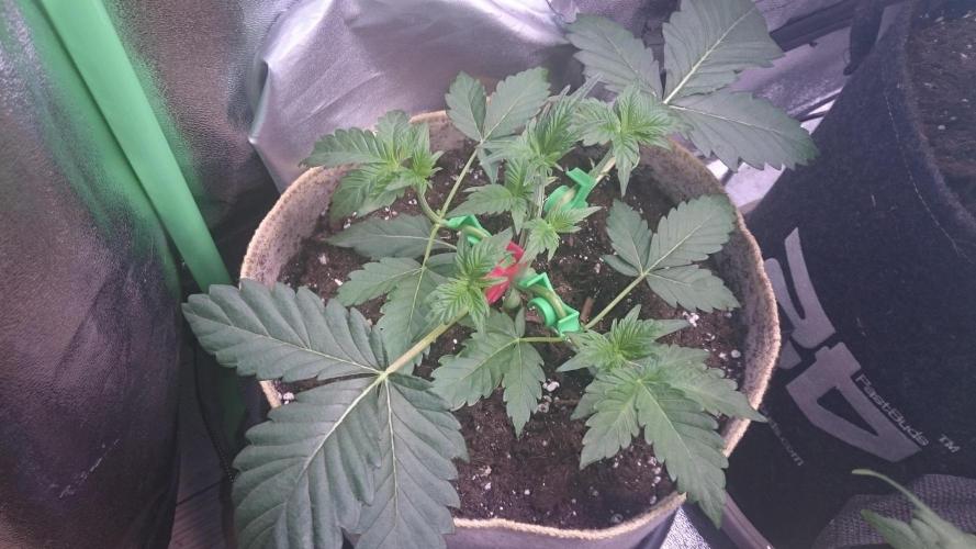 Tropical Mirage. Week 3