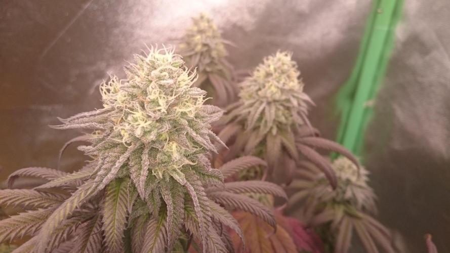 Mimosa Shot. Week 13