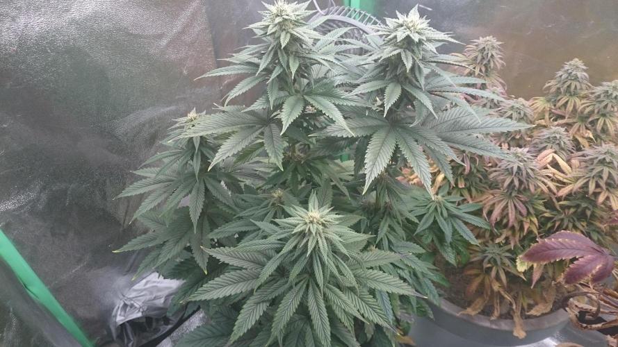 Grandmommy Purple. Week 7