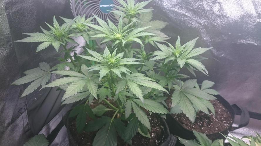 Banana Purple Punch Auto. Week 3