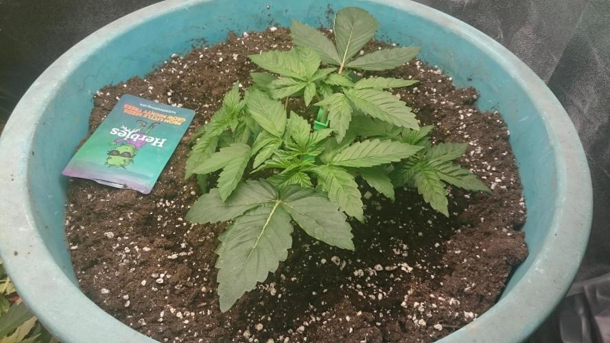 Lady Magyklenia. Week 2 - 29