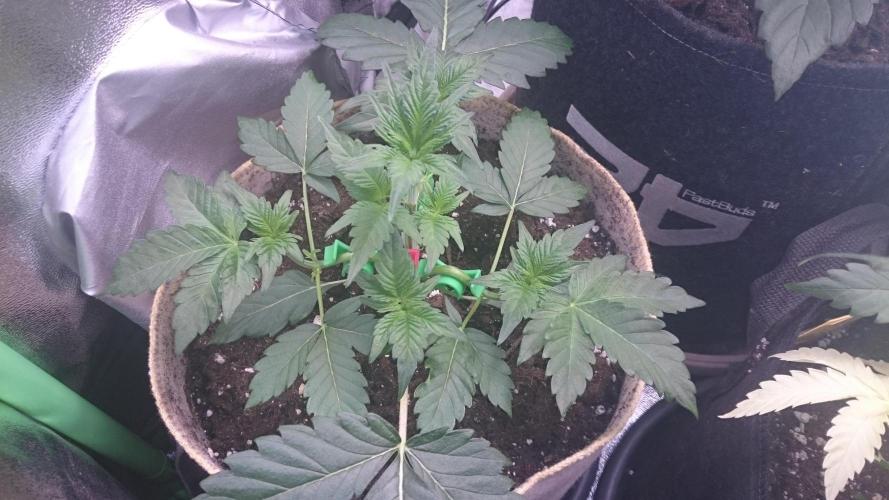 Tropical Mirage. Week 3
