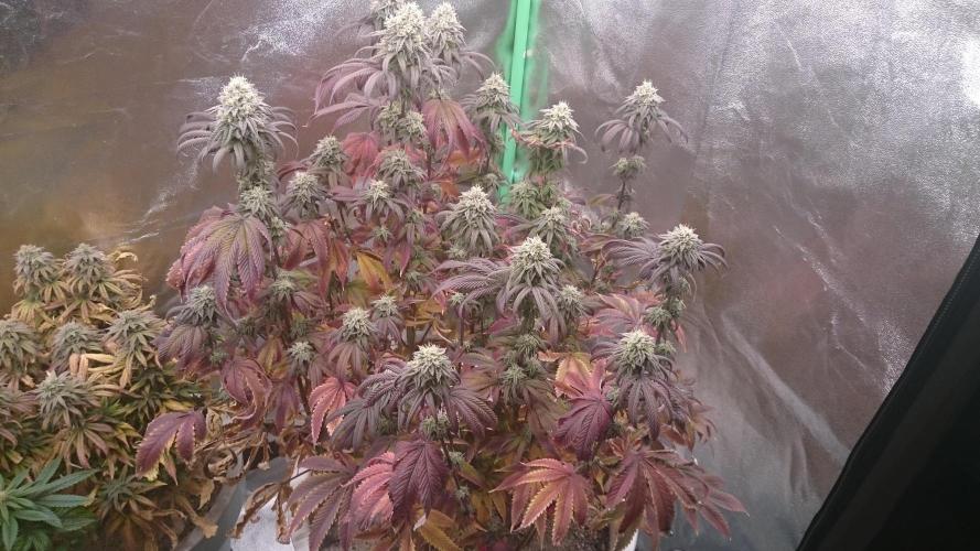 Mimosa Shot. Week 13