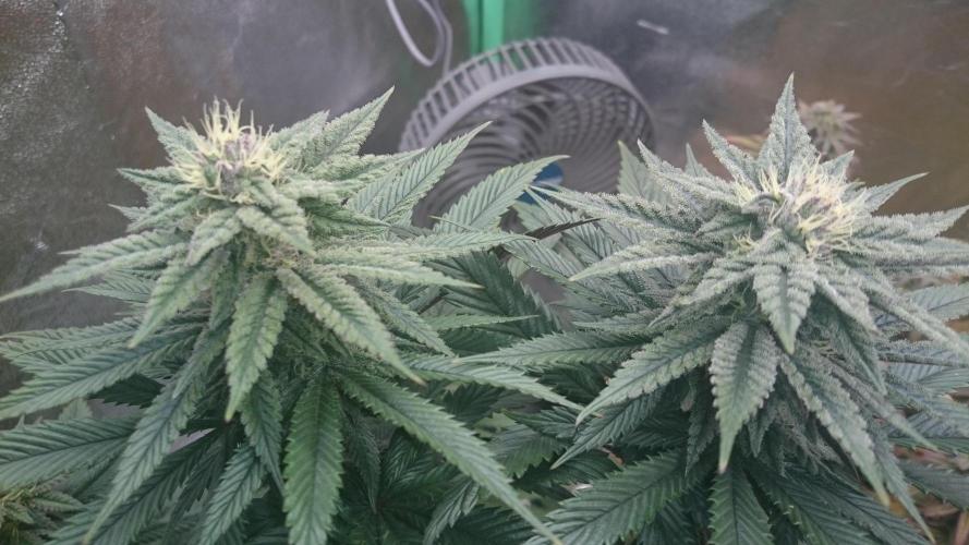 Grandmommy Purple. Week 7