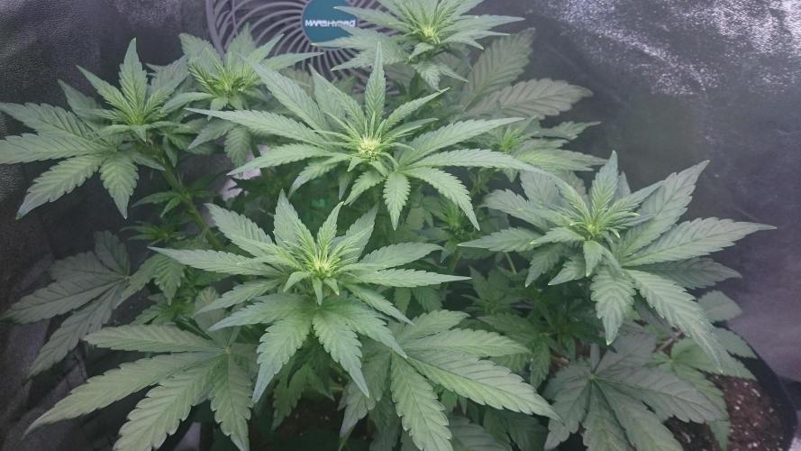 Banana Purple Punch Auto. Week 3