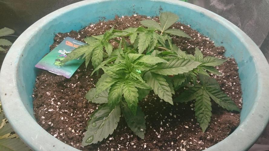 Lady Magyklenia. Week 3 - 31