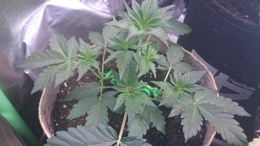 Tropical Mirage. Week 3