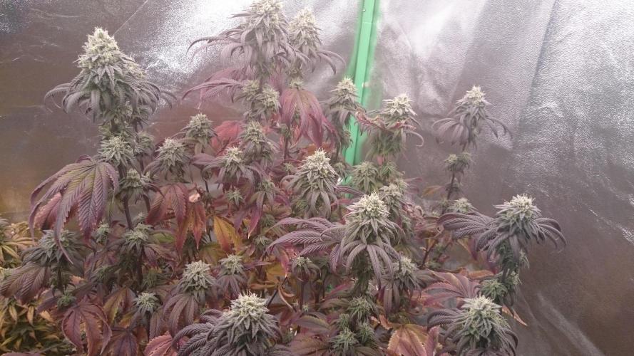 Mimosa Shot. Week 13