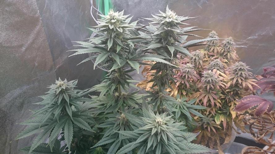 Grandmommy Purple. Week 7