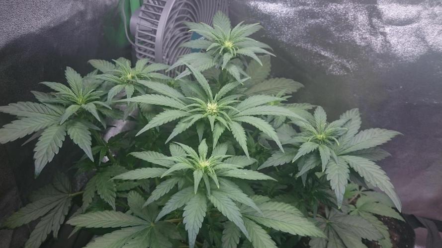 Banana Purple Punch Auto. Week 3