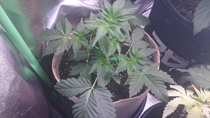 Tropical Mirage. Week 3