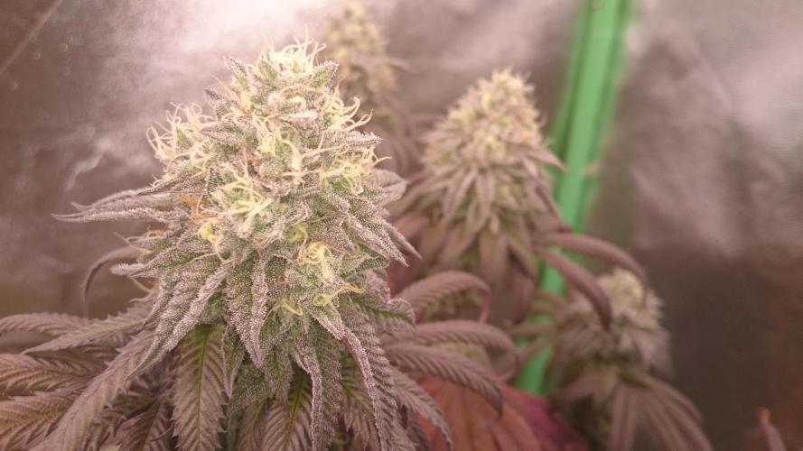 Mimosa Shot. Week 13