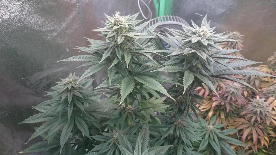 Grandmommy Purple. Week 7
