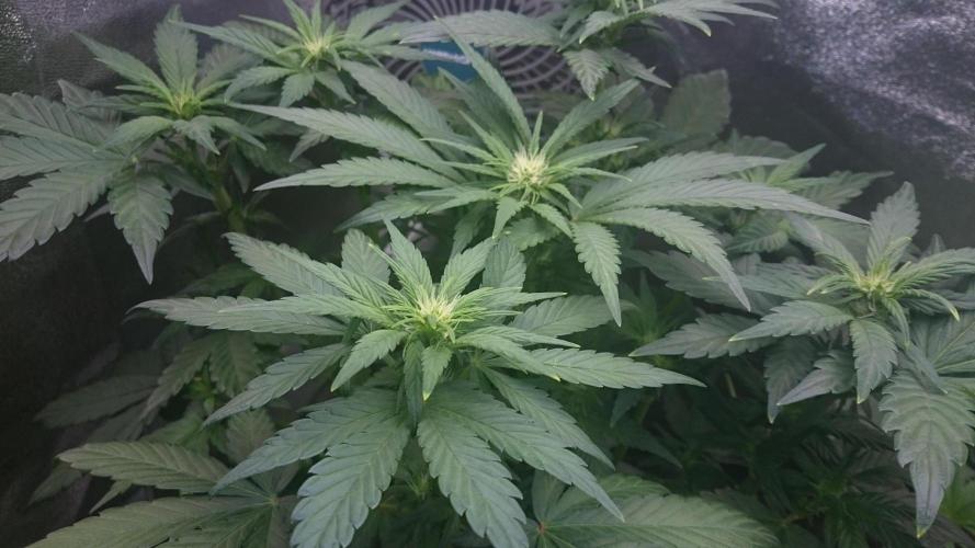 Banana Purple Punch Auto. Week 3