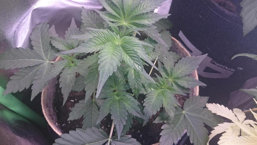 Tropical Mirage. Week 3