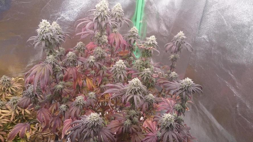 Mimosa Shot. Week 13