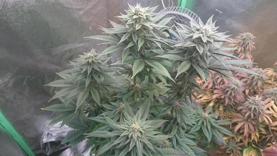 Grandmommy Purple. Week 7