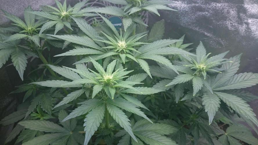 Banana Purple Punch Auto. Week 3