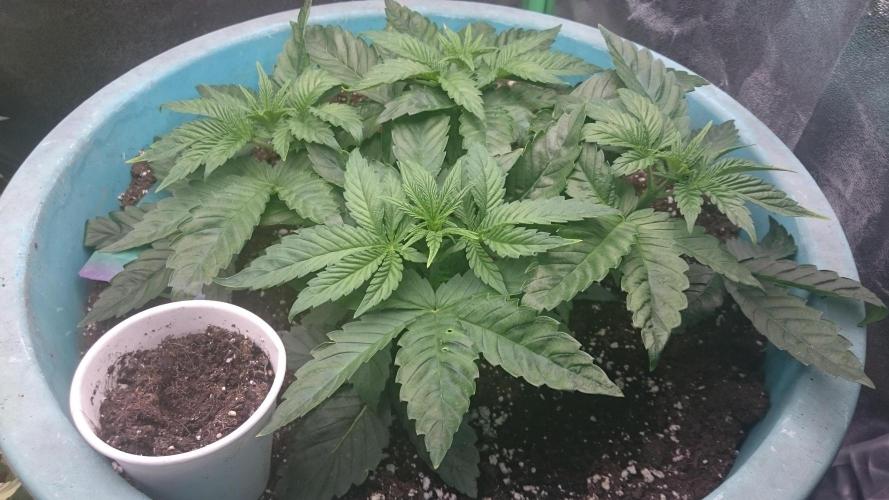 Grandmommy Purple. Week 3