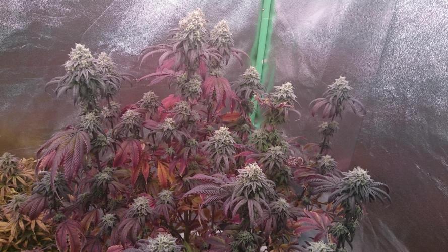 Lady Ambrosia. Week 13 - 36