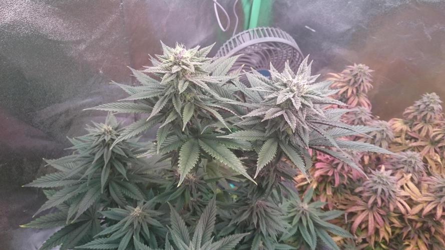 Grandmommy Purple. Week 7