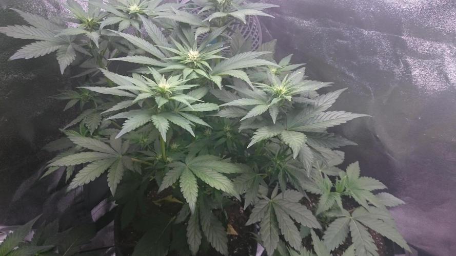 Banana Purple Punch Auto. Week 3