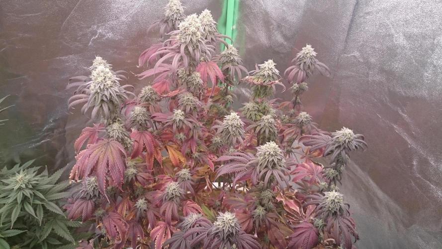 Lady Ambrosia. Week 13 - 37