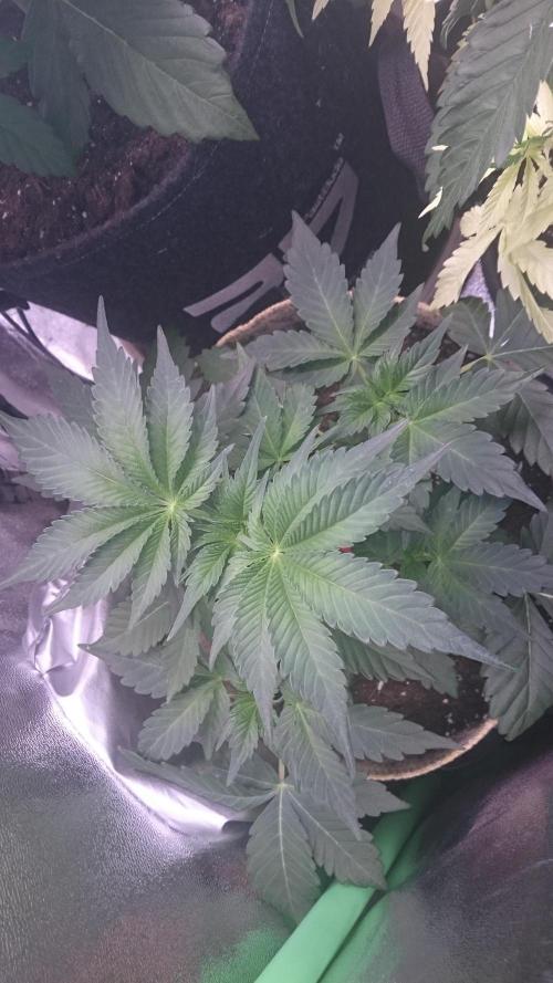 Lady  Mairwen. Week 3 - 37
