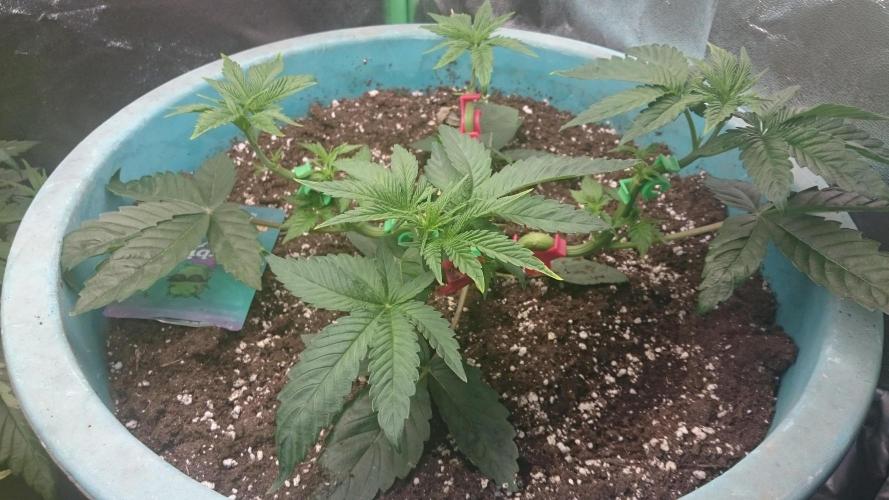 Lady Magyklenia. Week 3 - 37