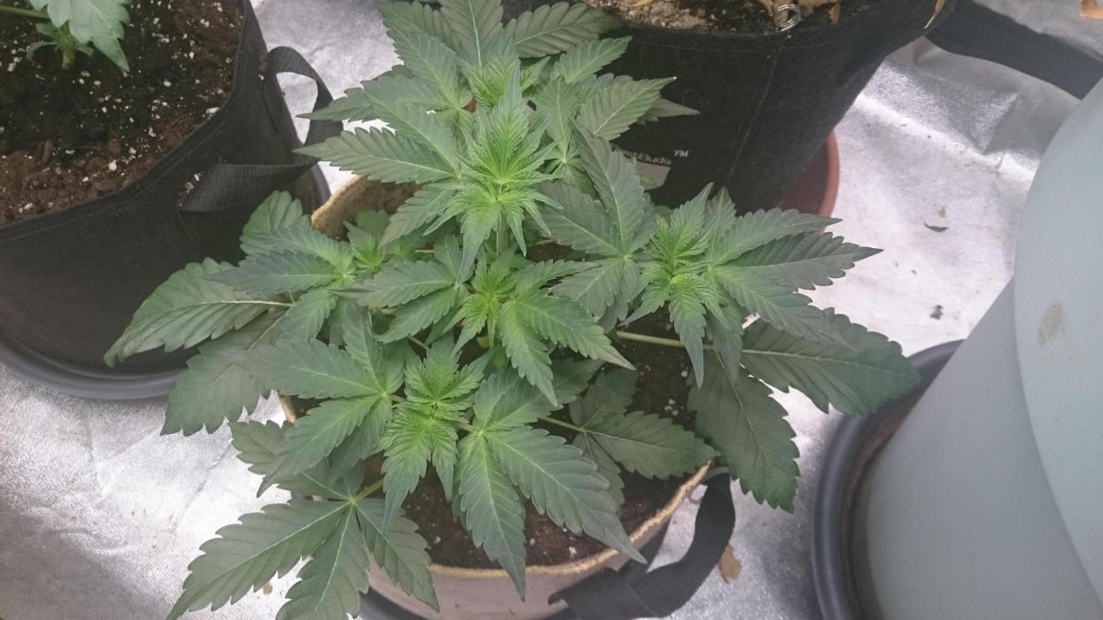Lady  Mairwen. Week 4 - 38