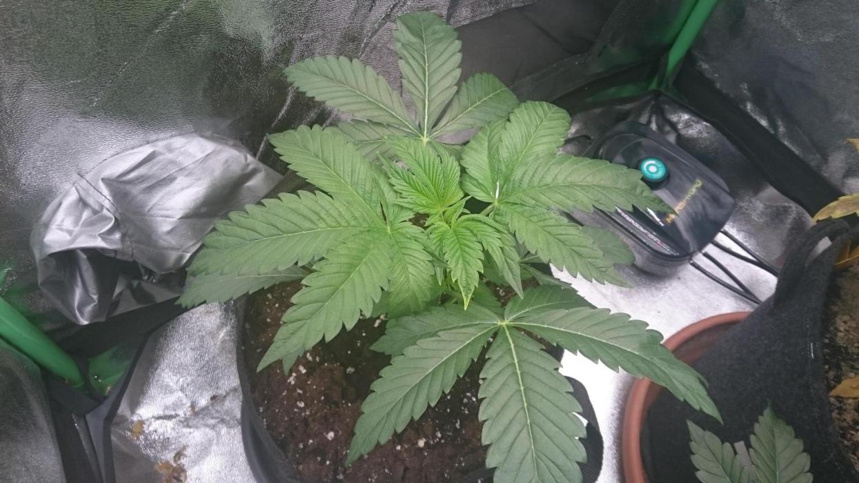 Lady  Eadán. Week 4 - 38