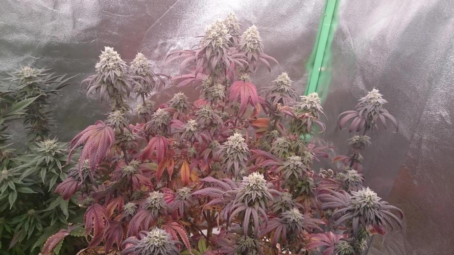 Lady Ambrosia. Week 13 - 38