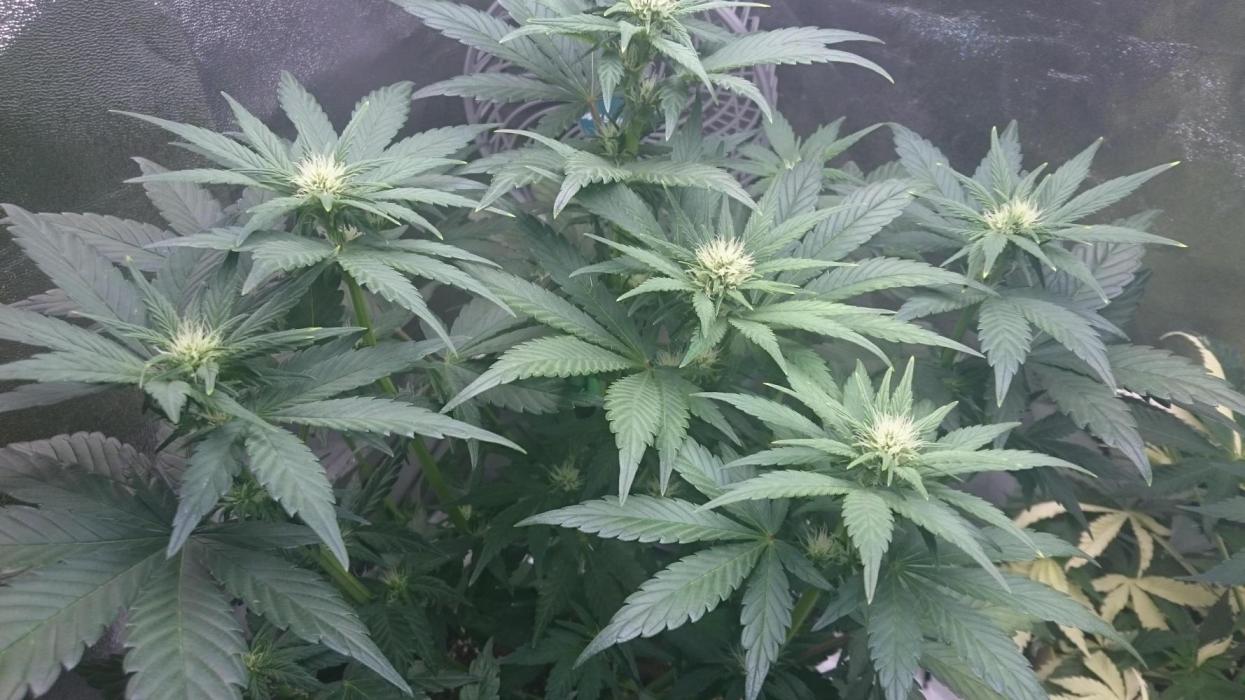 Lady Gholitra. Week 4