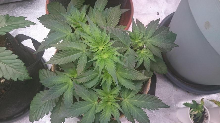Tropical Mirage. Week 4