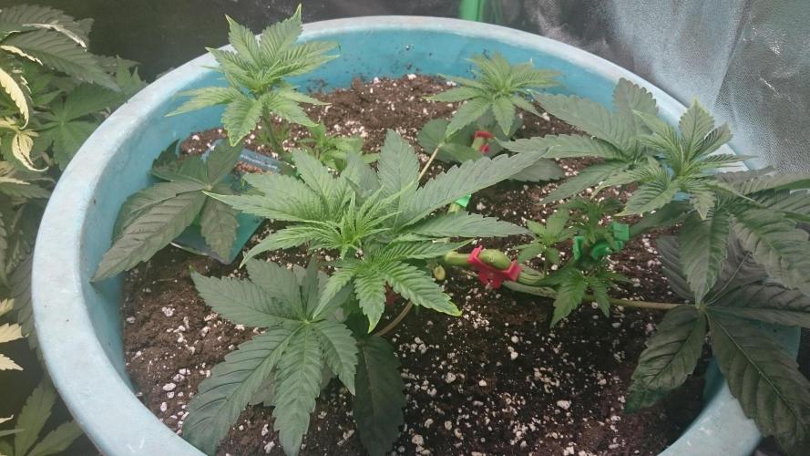 Lady Magyklenia. Week 3 - 38