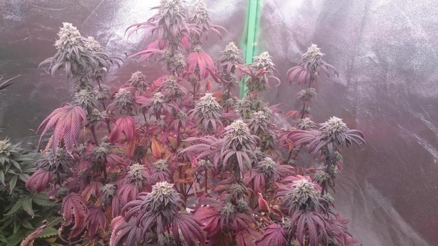 Lady Ambrosia. Week 13 - 39