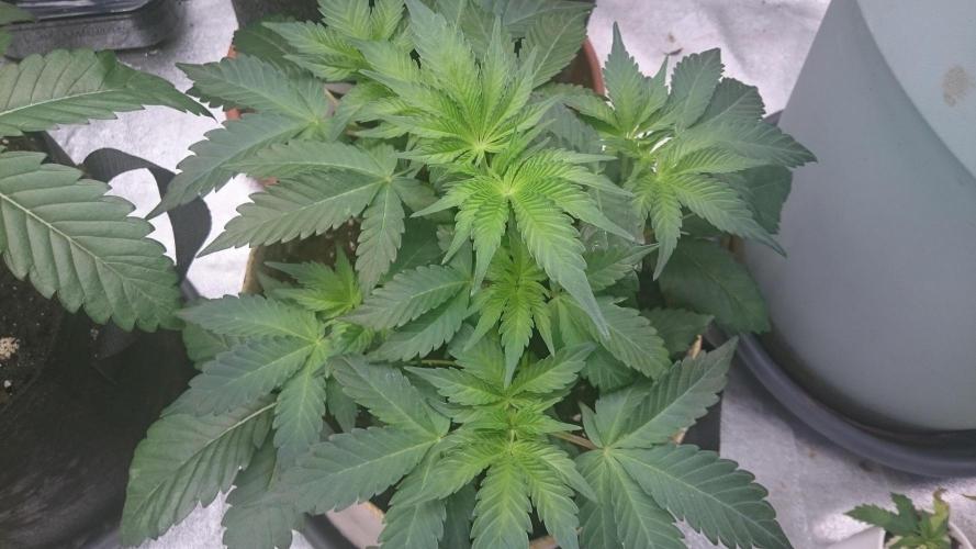 Tropical Mirage. Week 4