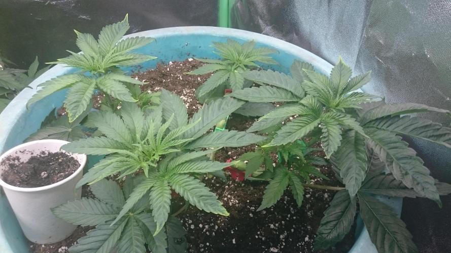 Lady Magyklenia. Week 3 - 39