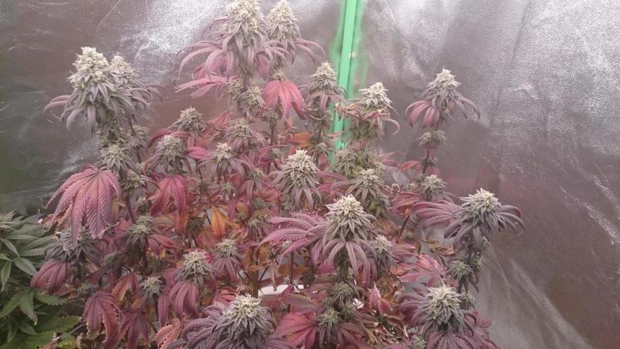 Lady Ambrosia. Week 14 - 40
