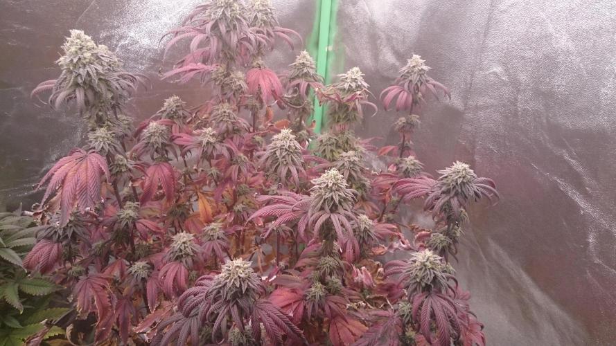 Lady Ambrosia. Week 14 - 41