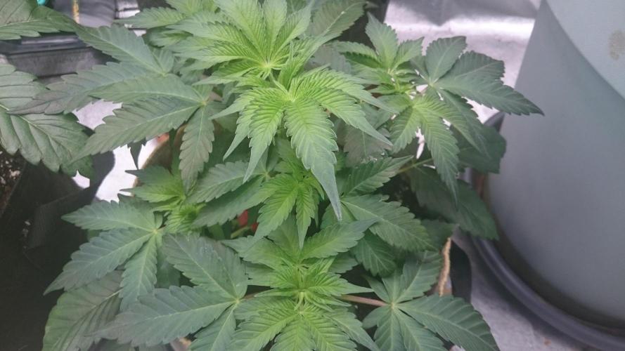 Tropical Mirage. Week 4