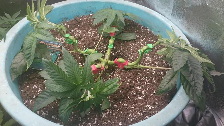 Lady Magyklenia. Week 4 - 40