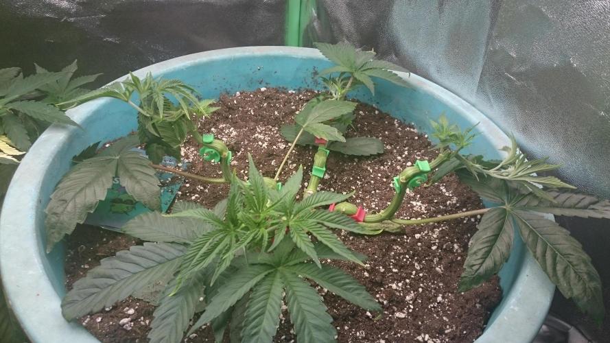 Lady Magyklenia. Week 4 - 41